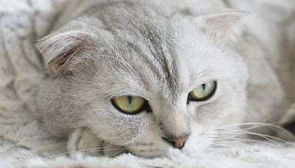 半岛体育娱乐-华体会app：让体育精彩触手可及的全新体验